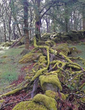 Dartmoor Woodland